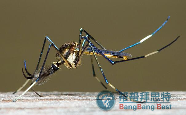 蚊子怎么消灭?杀虫公司给您最佳答复