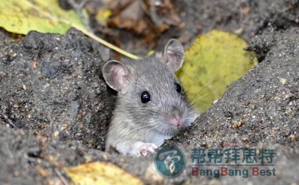 灭鼠公司提醒:消灭老鼠的前提是防止老鼠入侵