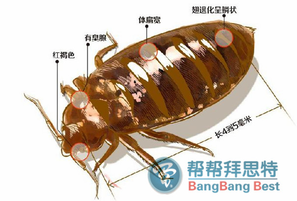 如何消灭臭虫并预防被臭虫咬?