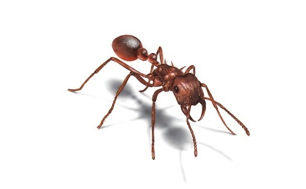 【如何消滅螞蟻？除蟲公司教你高招】|其它有害生物控制-泰安市泰衛生物技術  有限公司
