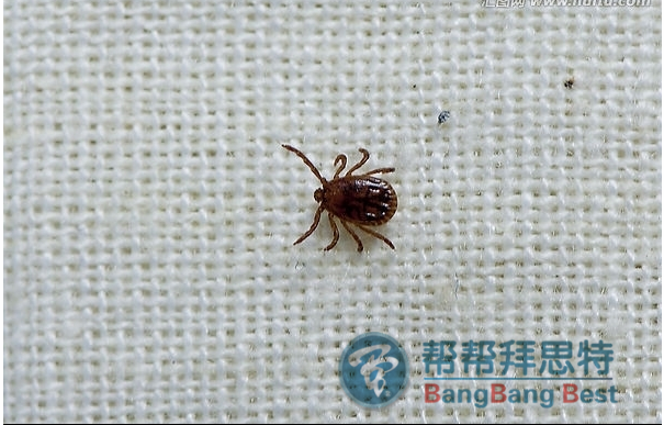 除虫公司教大家蜱虫的最有效防治手段