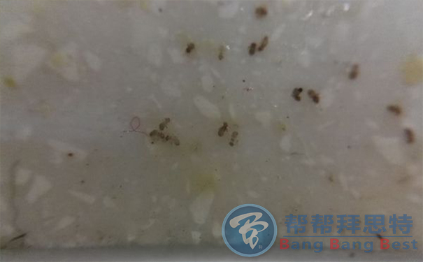 书虱怎么才能彻底清除除虫公司有高招