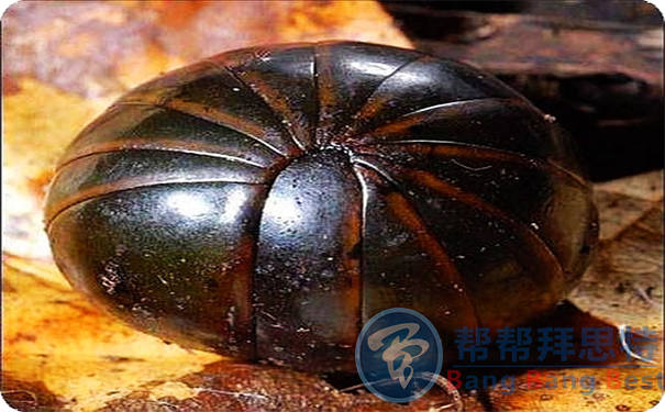 鼠妇咬人吗怎么清除鼠妇