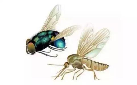 夏季蚊蝇害虫多 橘子、柠檬皮可防蟑