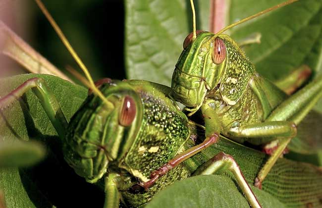 蝗虫别称蚱蜢,草蜢,蚂蚱等,为直翅目蝗科动物的统称,分布于全世界的
