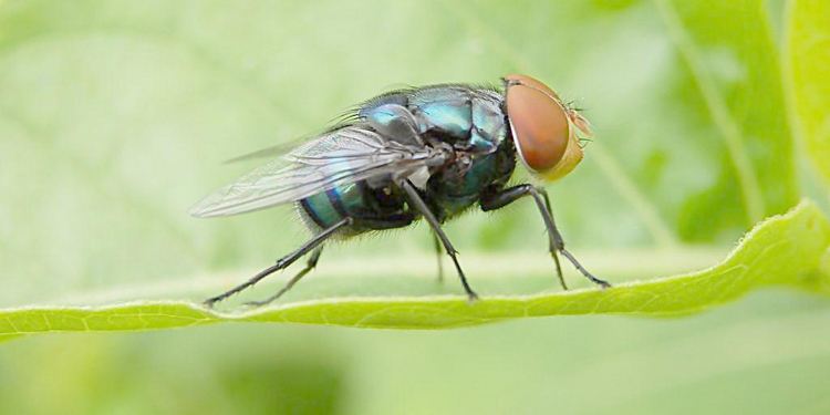 控制蝇类孳生场所