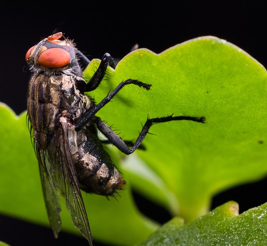 特殊行业孳生蝇类的防治