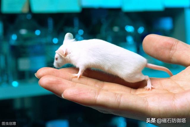鼠道难：四只鼠的自述