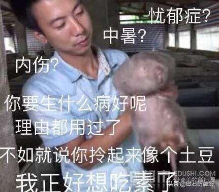 鼠道难：四只鼠的自述