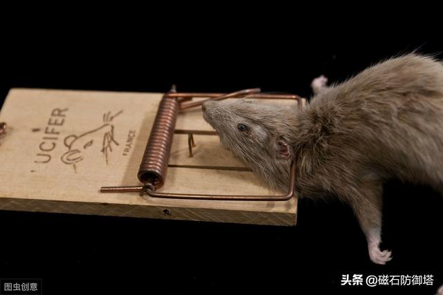 鼠道难：四只鼠的自述