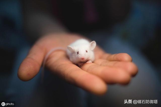 鼠道难：四只鼠的自述