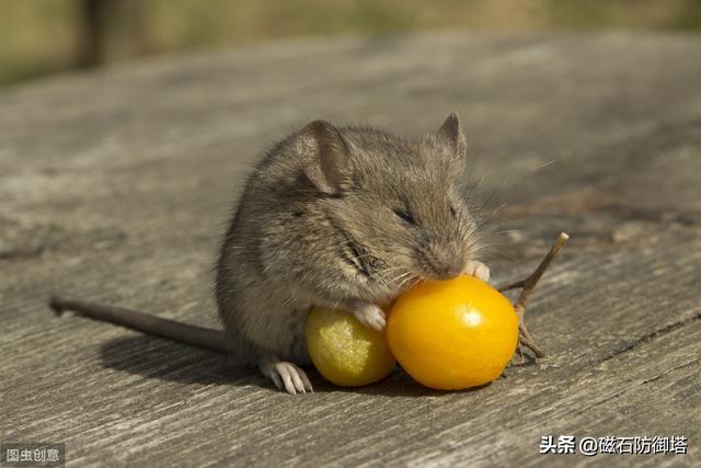 鼠道难：四只鼠的自述