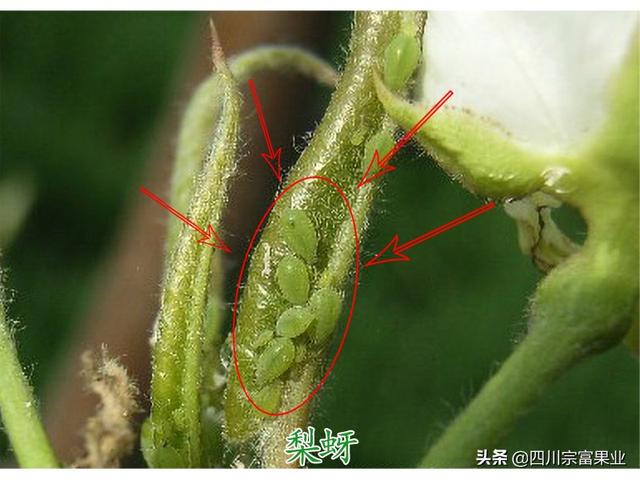 农村人很熟悉的蚜虫，也会为害梨树，造成提前落叶、削弱树势