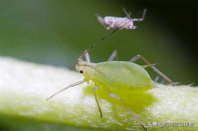 农村人很熟悉的蚜虫，也会为害梨树，造成提前落叶、削弱树势