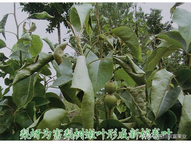 农村人很熟悉的蚜虫，也会为害梨树，造成提前落叶、削弱树势