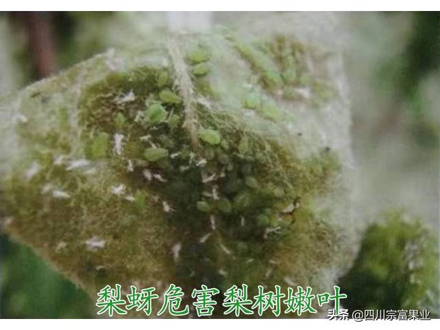 农村人很熟悉的蚜虫，也会为害梨树，造成提前落叶、削弱树势