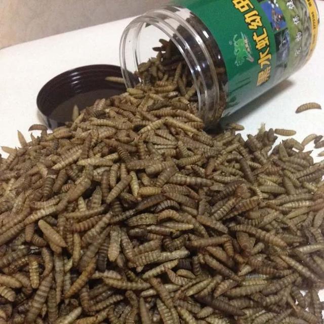 小虫子,大功效!爱吃废弃物的黑水虻,不仅保护了环境,还是提供能源的原材料