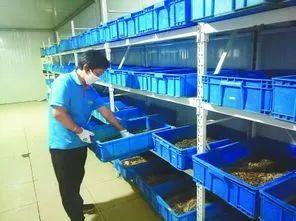 小虫子,大功效!爱吃废弃物的黑水虻,不仅保护了环境,还是提供能源的原材料