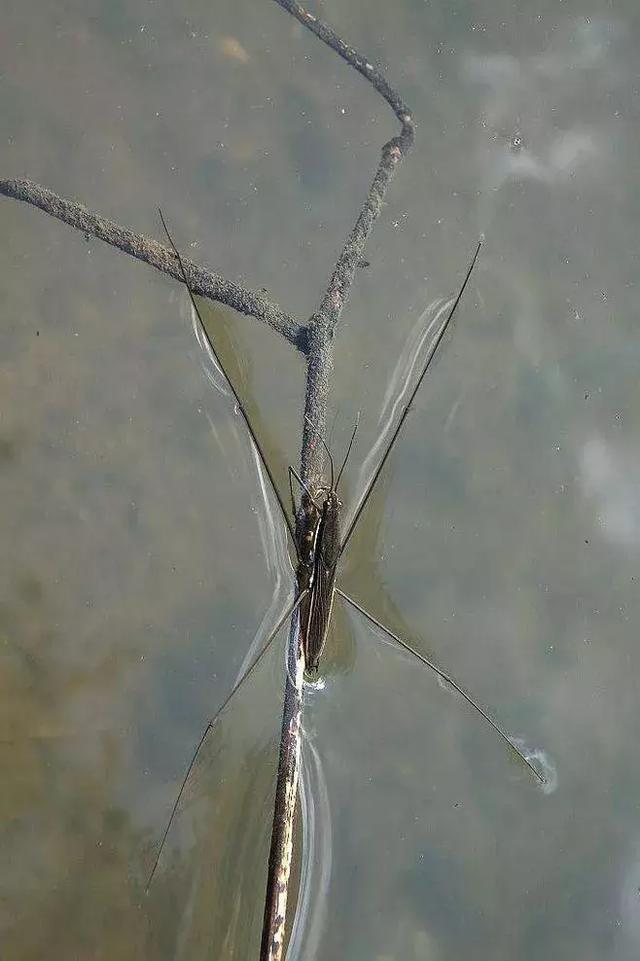 帮帮每周一虫|会水上漂的水黾