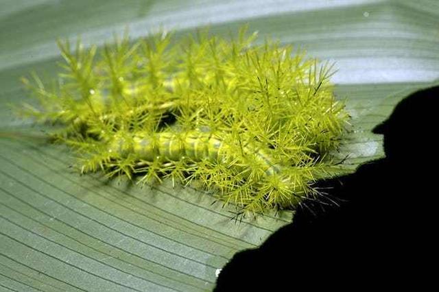 8种看起来很酷，却会伤害甚至威胁生命的毛毛虫，你见过几种？