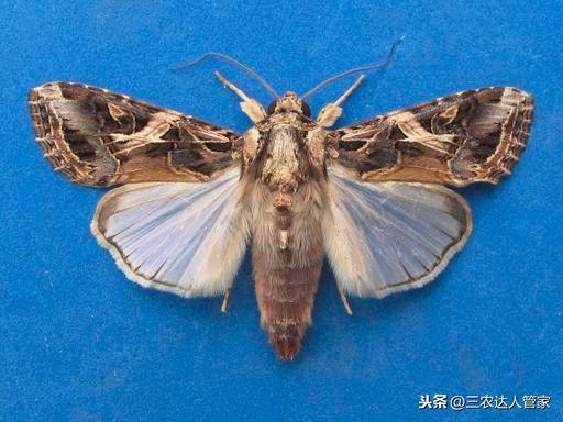 虫害“夜娥类”出没，危害你的香蕉不容商量