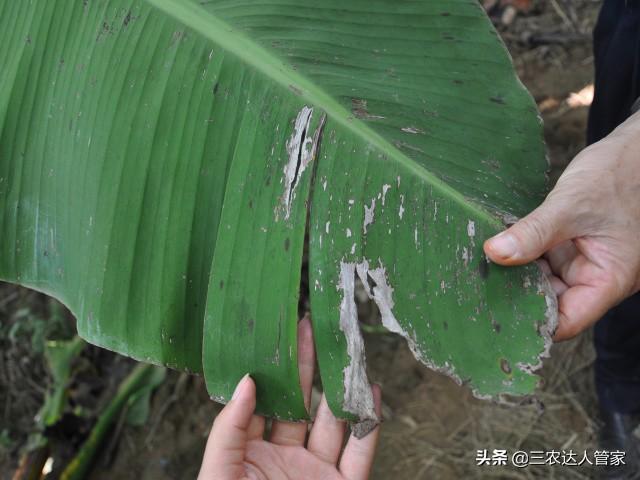 虫害“夜娥类”出没，危害你的香蕉不容商量