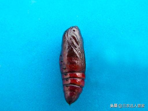虫害“夜娥类”出没，危害你的香蕉不容商量