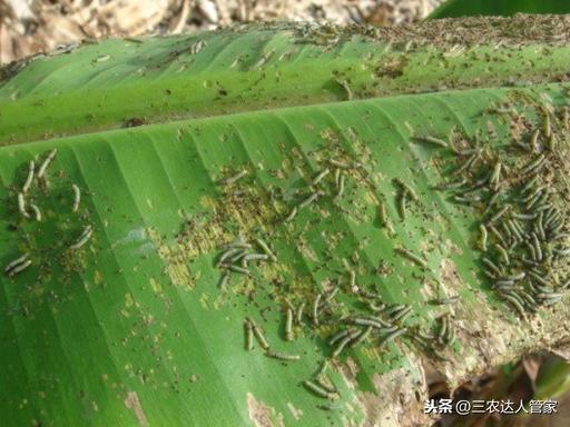 虫害“夜娥类”出没，危害你的香蕉不容商量