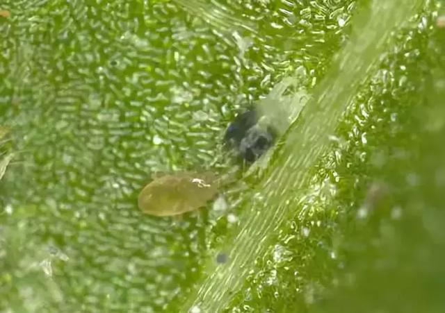 这几种益虫你都认识吗？千万别错杀它们