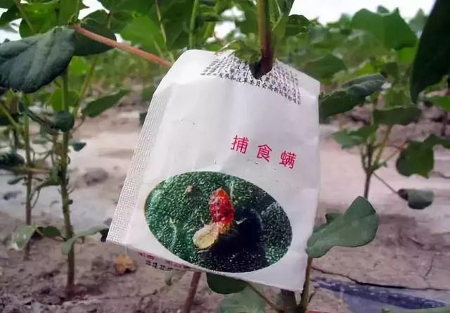 这几种益虫你都认识吗？千万别错杀它们