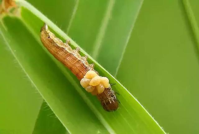 这几种益虫你都认识吗？千万别错杀它们