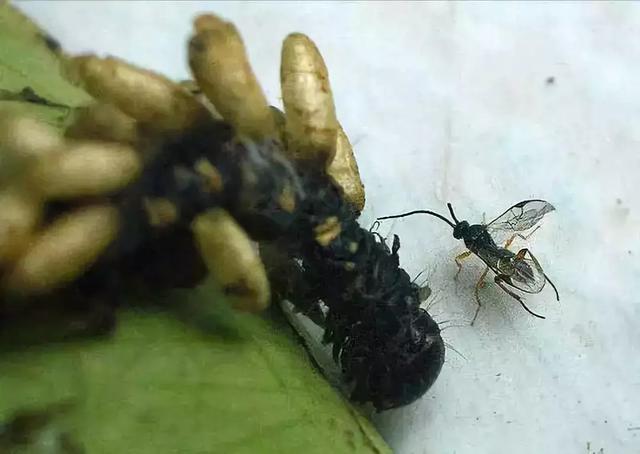 这几种益虫你都认识吗？千万别错杀它们