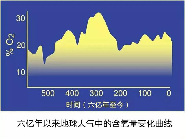 将近1米的大蜻蜓,地球上已知的有史以来最大的昆虫