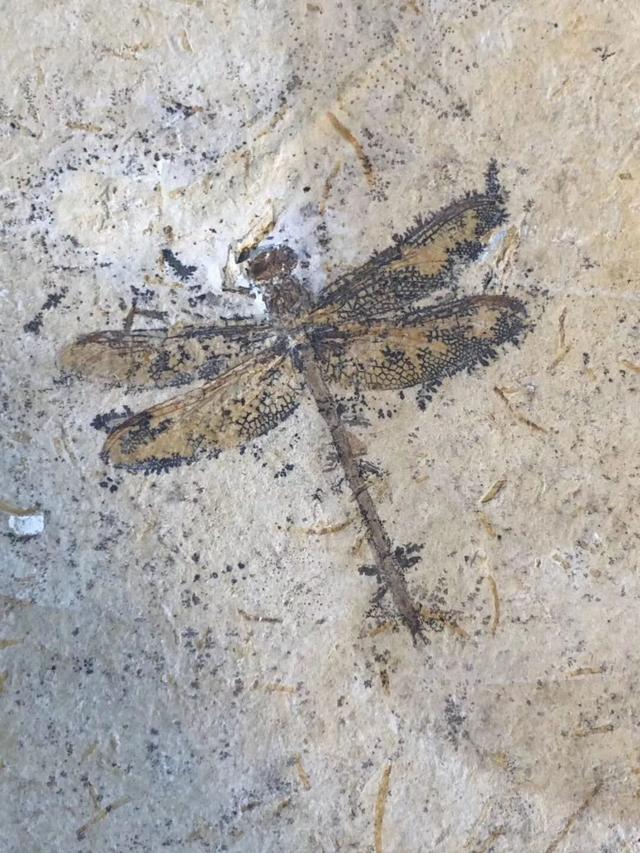 将近1米的大蜻蜓,地球上已知的有史以来最大的昆虫