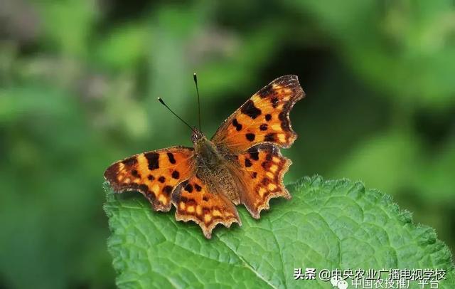「农技」常见农业害虫分类大全