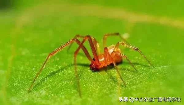 「农技」常见农业害虫分类大全