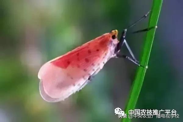 「农技」常见农业害虫分类大全