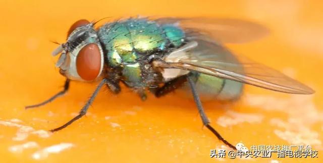 「农技」常见农业害虫分类大全