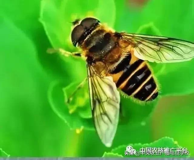 「农技」常见农业害虫分类大全