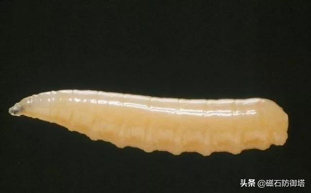 苍蝇为什么这么招人讨厌，它们就没有一点贡献吗？