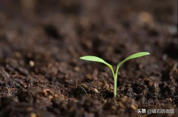 苍蝇为什么这么招人讨厌，它们就没有一点贡献吗？