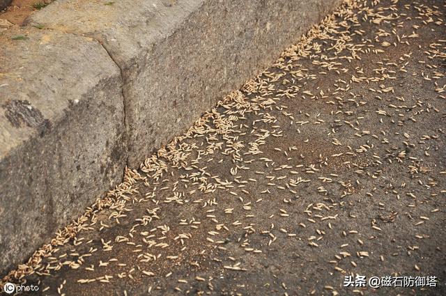 苍蝇为什么这么招人讨厌，它们就没有一点贡献吗？