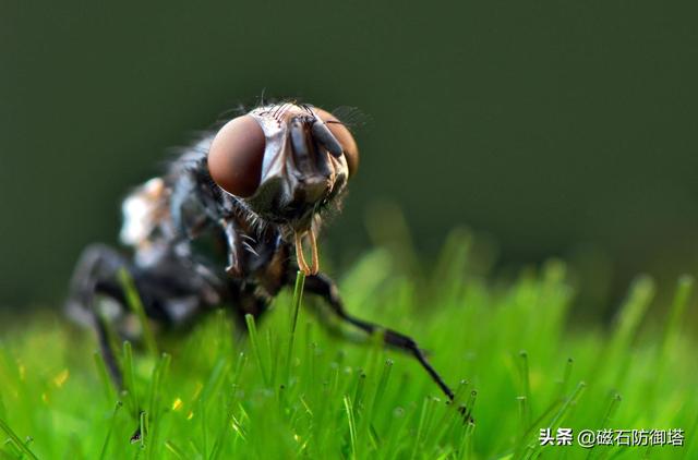 苍蝇为什么这么招人讨厌，它们就没有一点贡献吗？