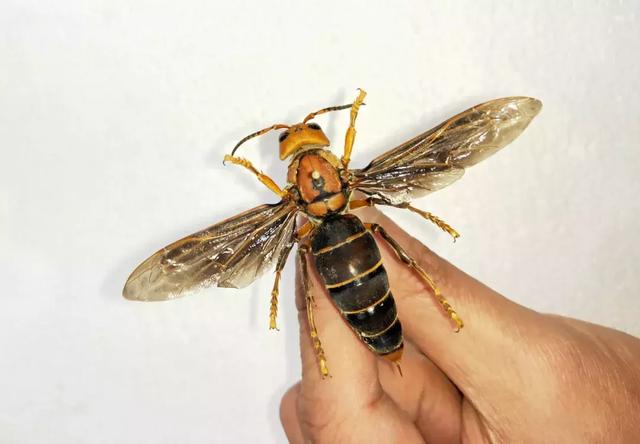 世界上最大的胡蜂