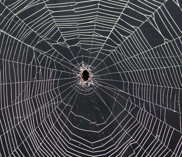 蜘蛛这种看似“邪恶”的生物,能给人类带来什么便利?