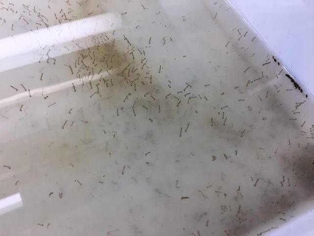 蚊子假如在这个世界上消失了,对人类有什么影响?