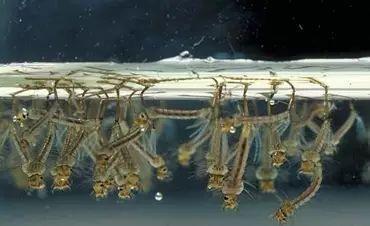 蚊子假如在这个世界上消失了,对人类有什么影响?