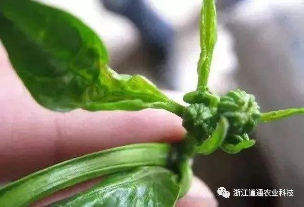 蓟马:就喜欢你看不上我,又干不掉我的样子