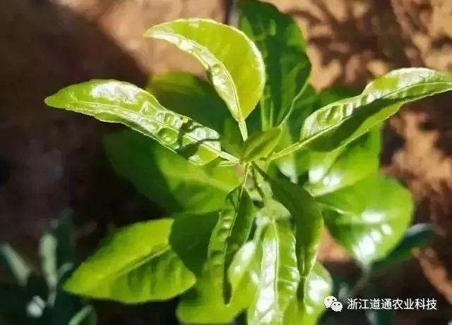 蓟马:就喜欢你看不上我,又干不掉我的样子