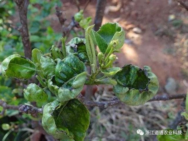 蓟马:就喜欢你看不上我,又干不掉我的样子